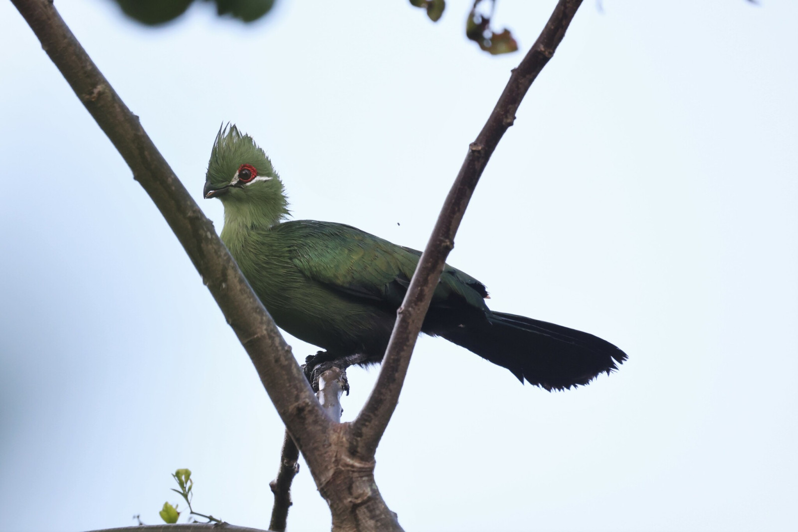 image Black-billed Turaco